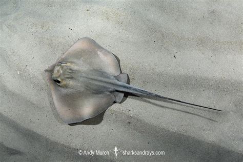 Common stingray .